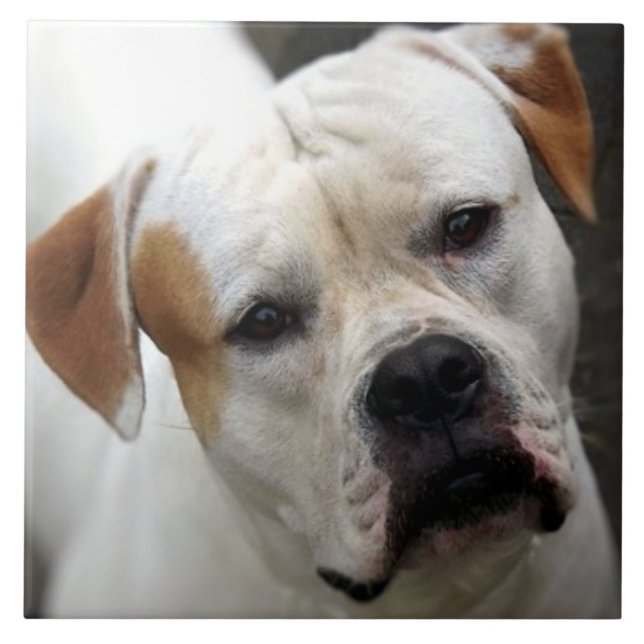 American Bulldog Love, Rescue Dog Life Best Friend Tile (Front)