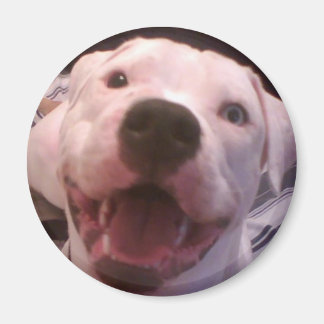 American bulldog magnet