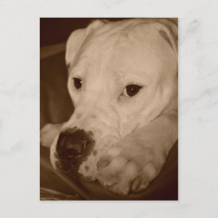 American Bulldog Postcard
