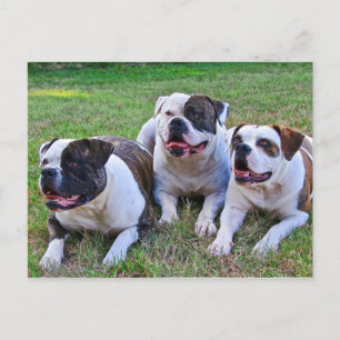 American Bulldog Postcard