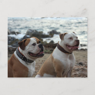 american bulldog postcard