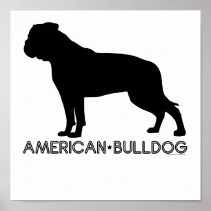 American Bulldog Print