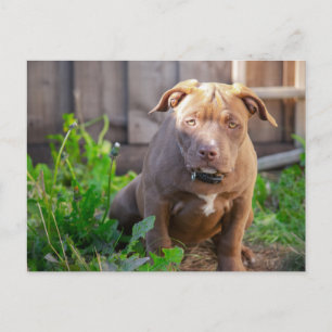 American bulldog puppy postcard