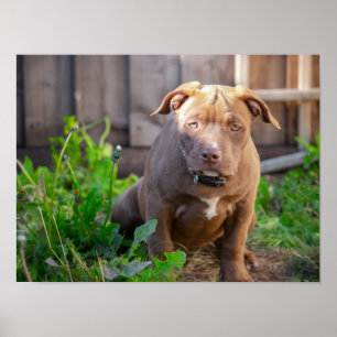 American bulldog puppy poster