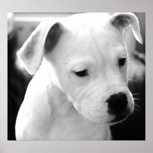 American Bulldog  Pups Poster
