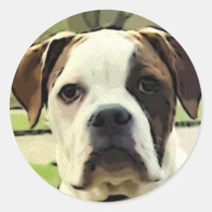 American bulldog stickers