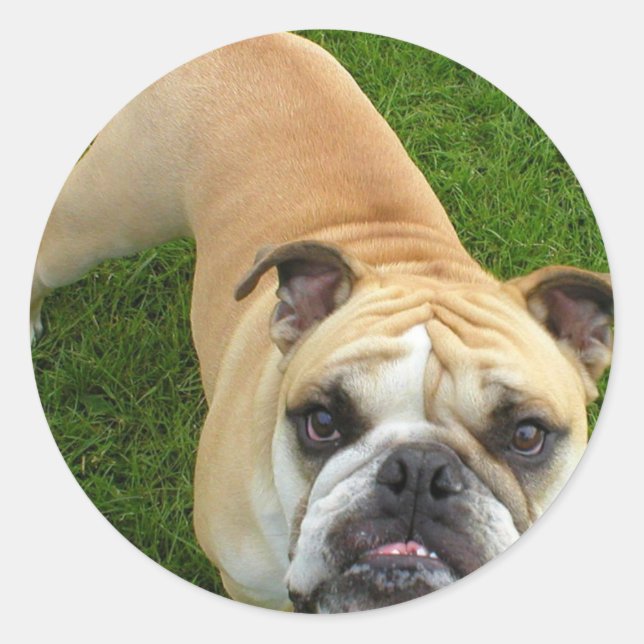 American Bulldog Stickers (Front)