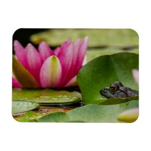 American Bullfrog Among Water Lilies Magnet