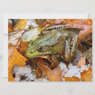 American Bullfrog in Fall Magnet