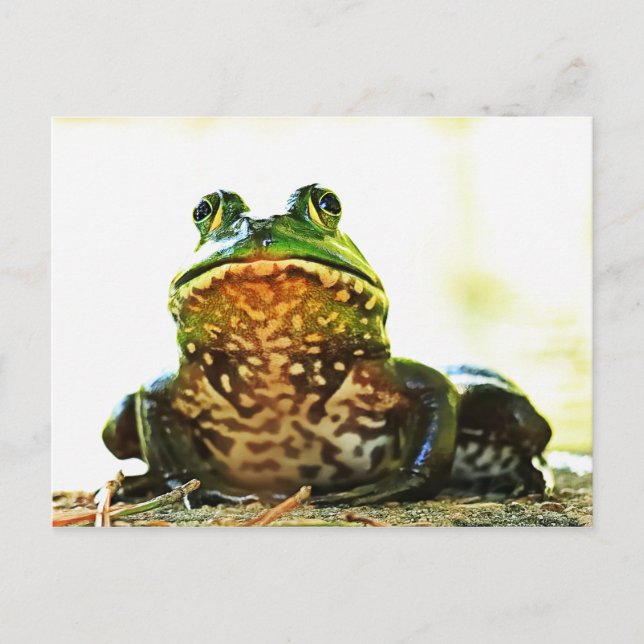 American Bullfrog Posing Postcard (Front)
