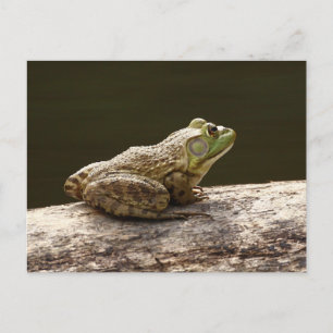 American Bullfrog Postcard