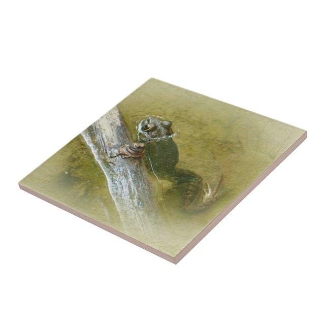 American Bullfrog - Rana catesbeiana Tile (Side)