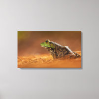 American Bullfrog Sitting on Pine Needles