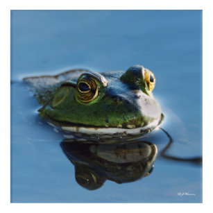 American Bullfrog With Reflection 12x12 Acrylic Print