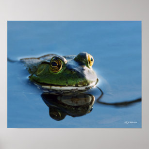American Bullfrog With Reflection 16x20 Poster