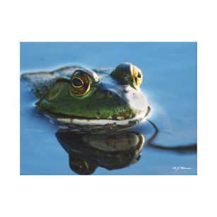 American Bullfrog With Reflection 18x24 Canvas Print
