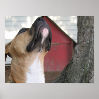 AMERICAN BULLY PUPPY. POSTER