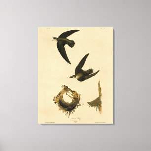 American (Chimney) Swift Audubon, Birds of America Canvas Print