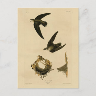American (Chimney) Swift Audubon, Birds of America Postcard