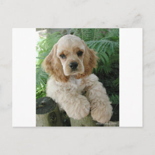 American Cocker Spaniel Dog And The Green Fern Postcard
