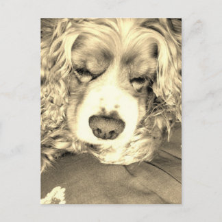 American Cocker Spaniel Postcard