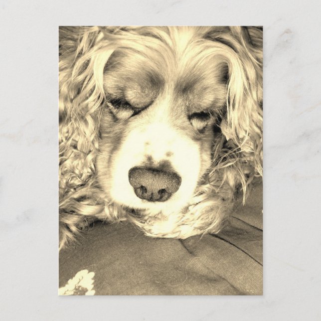 American Cocker Spaniel Postcard (Front)