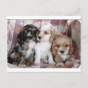 American Cocker Spaniel Puppies Postcard