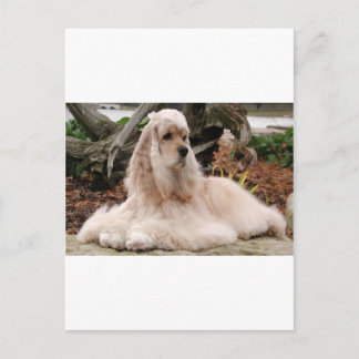 American Cocker Spaniel Series Postcard