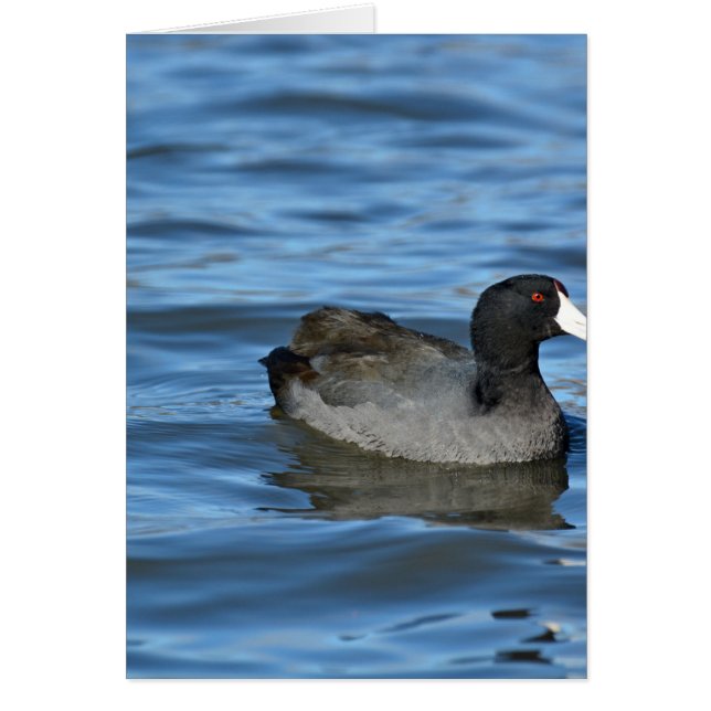 American Coot (Front)
