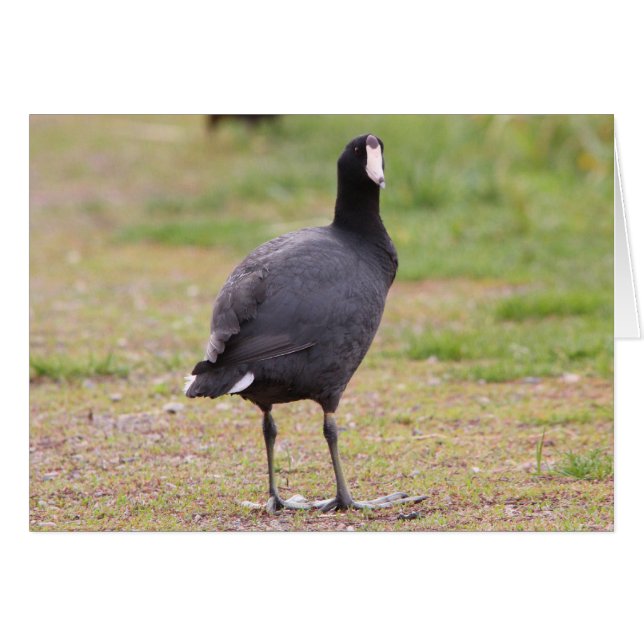 American Coot (Front Horizontal)