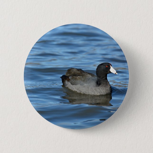 American Coot 6 Cm Round Badge (Front)