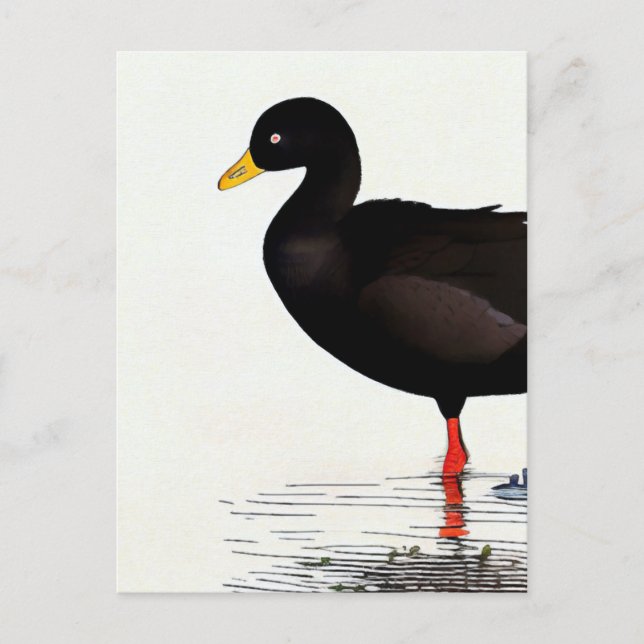 American Coot - Bird - Nature Art Card (Front)