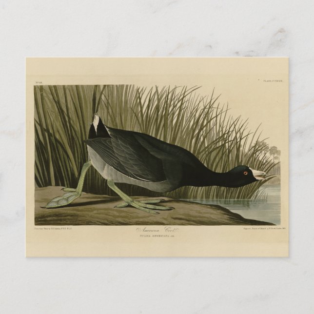American Coot from Audubon's Birds of America Postcard (Front)