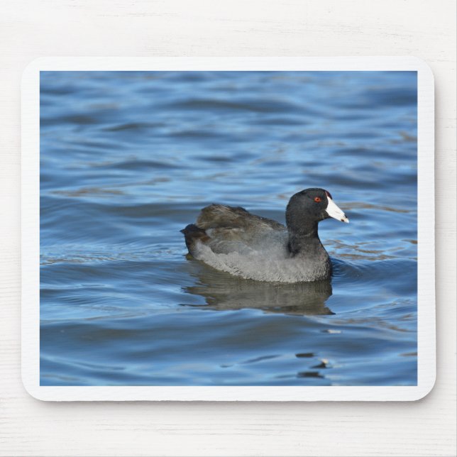 American Coot Mouse Mat (Front)