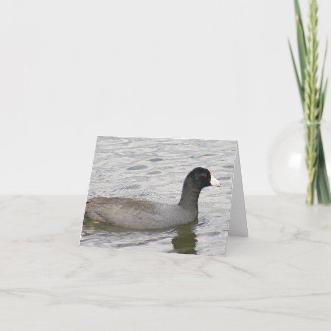 American Coot Photo Folded Note Card (Front)