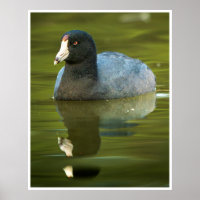 American Coot Wall Art | Waterbird Reflection