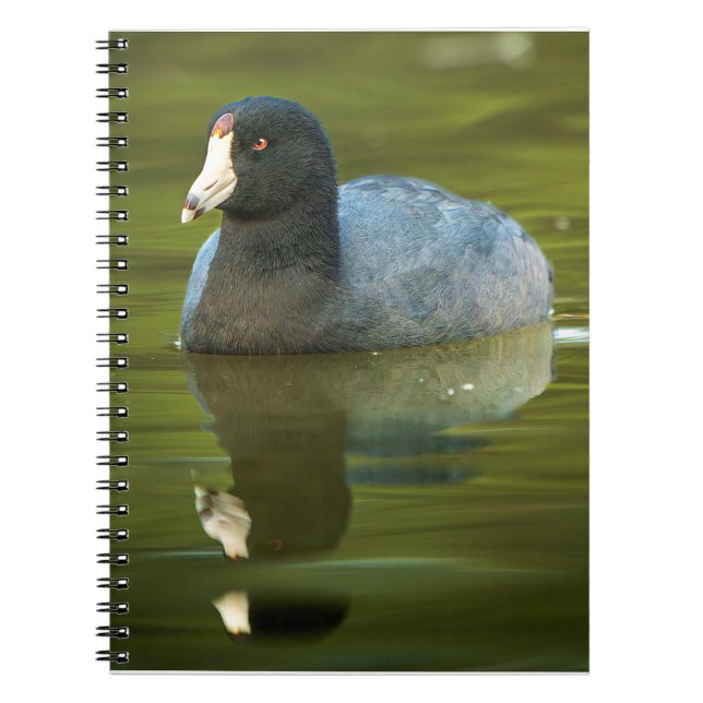 American Coot Wildlife Bird Nature Photo Art Print Notebook (Front)