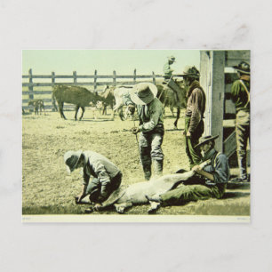 American cowboys branding a calf, c.1900 (photo) postcard