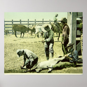 American cowboys branding a calf, c.1900 (photo) poster
