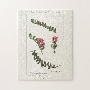 American Cranberry (Vaccinium Macrocarpon) Jigsaw Puzzle