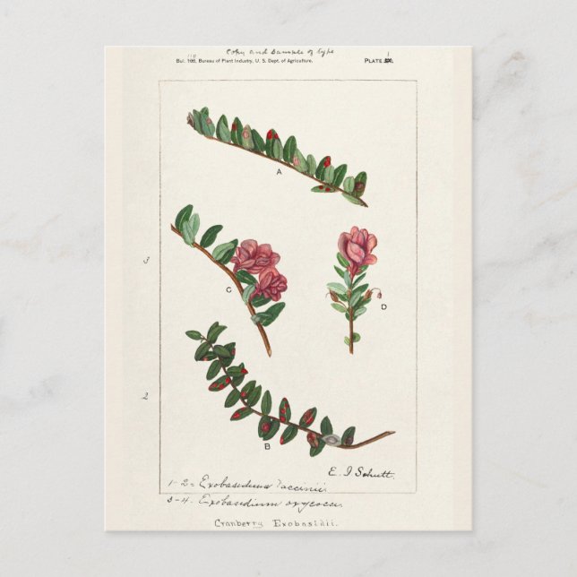 American Cranberry (Vaccinium Macrocarpon) Postcard (Front)