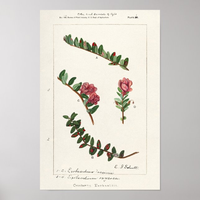 American Cranberry (Vaccinium Macrocarpon) Poster (Front)