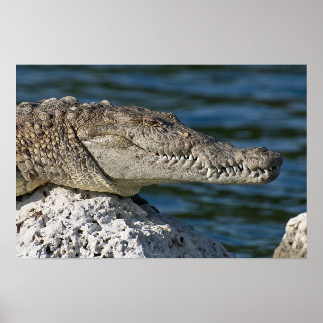 American Crocodile Poster (Front)
