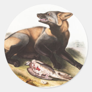 American Cross Fox (Canis vulpes) Illustration Classic Round Sticker