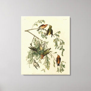 American Crossbill from Audubon's Birds of America Canvas Print