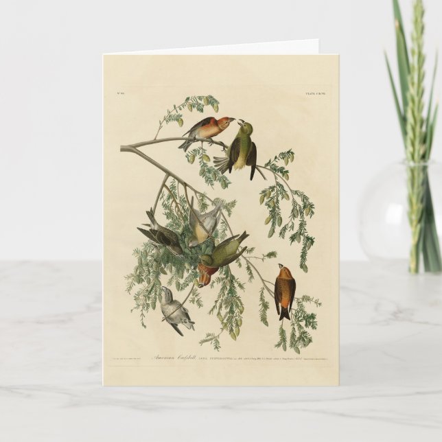 American Crossbill from Audubon's Birds of America Card (Front)