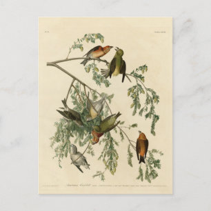 American Crossbill from Audubon's Birds of America Postcard