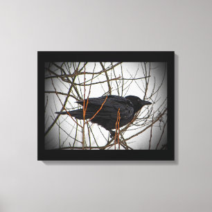 American Crow Canvas Print