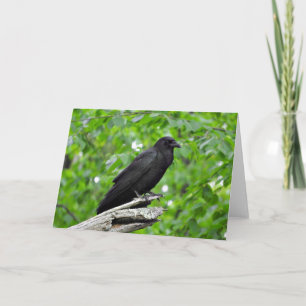American Crow Greeting Card, Blank Inside Card