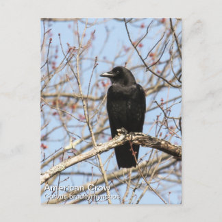 American Crow Postcard